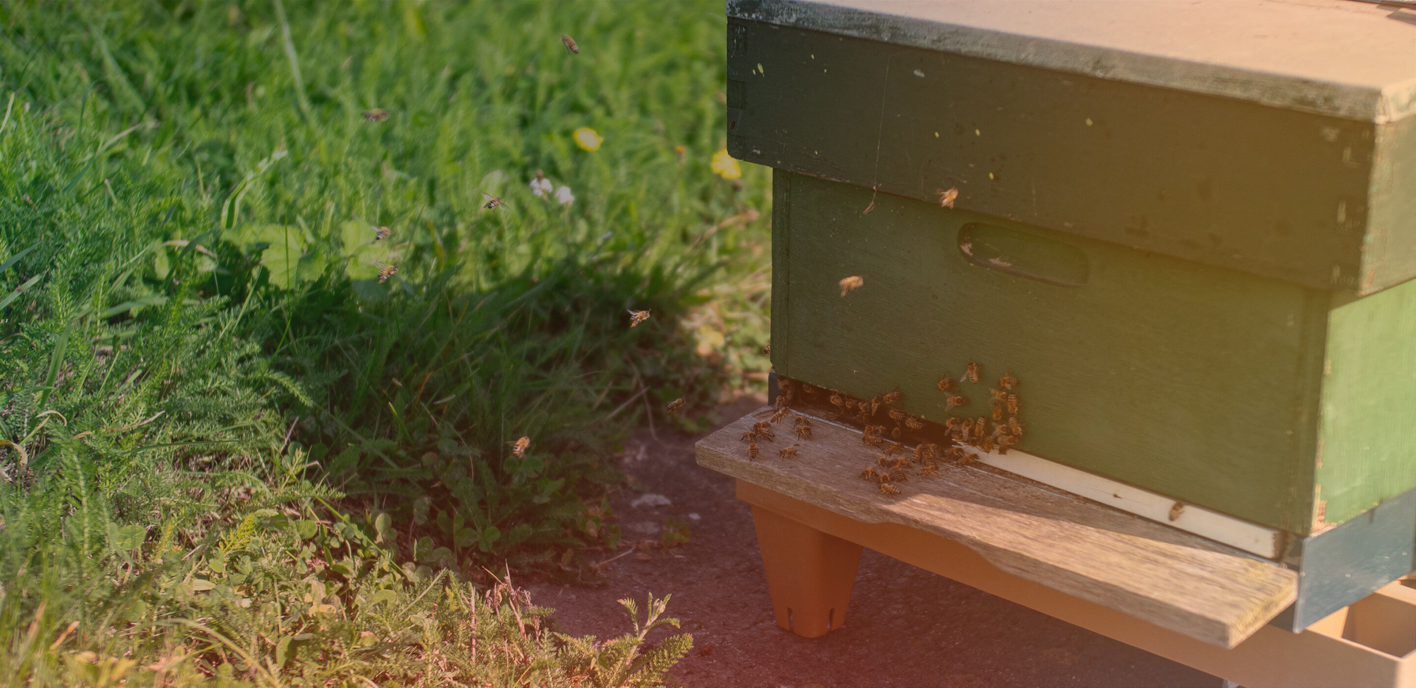 Mobees plaatst bijenkasten bij Huiskes-Kokkeler